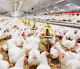 Inside Division Twelve’s Colorful Designs